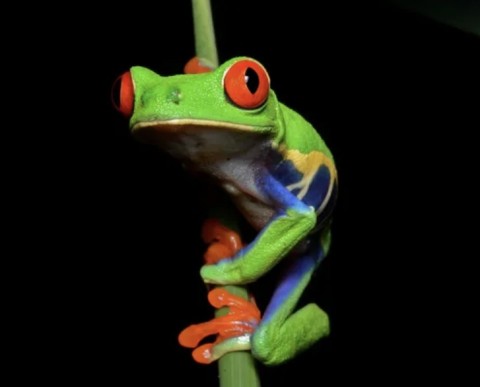 red-eyed tree frog in Silo Season 2 Episode 4 Harmonium