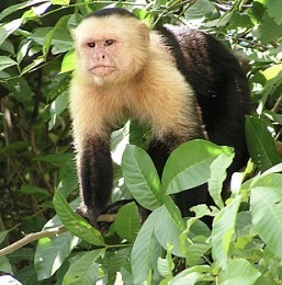 white-faced capuchin monkey in Silo Season 2 Episode 4 Harmonium