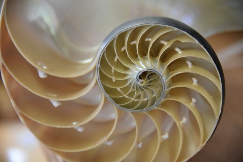 Nautilus shell